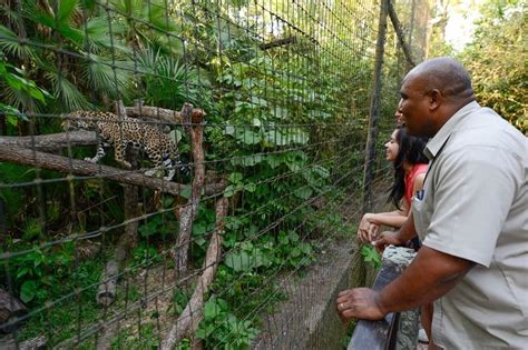 The Wonderland That Is The Belize Zoo