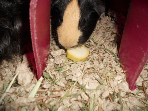 Check spelling or type a new query. Cavy Savvy: A Guinea Pig Blog: Can guinea pigs eat squash?
