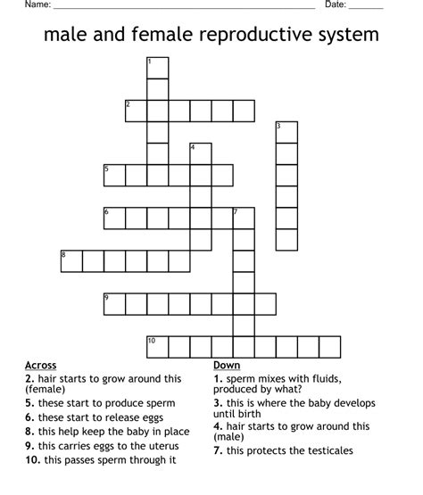 male and female reproductive system crossword wordmint