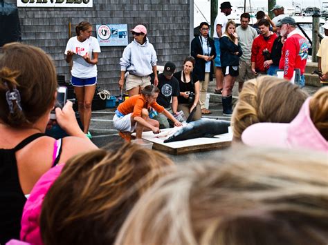 The Vineyard Gazette Marthas Vineyard News Shark Contest Under