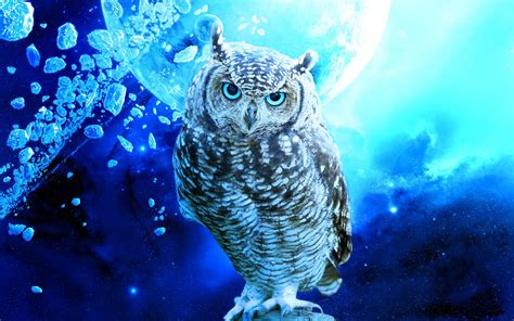 Blue Owl Wallpaper Wallpaper Wide Hd Owl Wallpaper Owl Art Owl