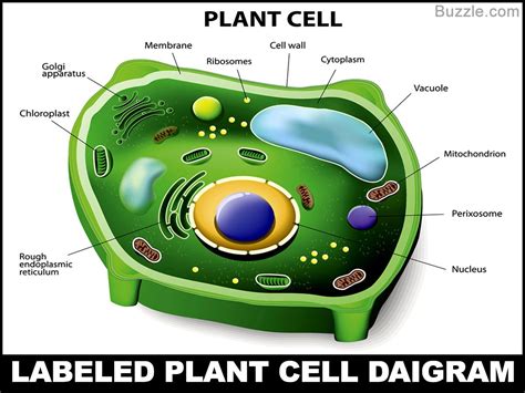 Inner structures of eukaryotic cells. Basic Unit of Life: Plant Cell Structure and Functions ...
