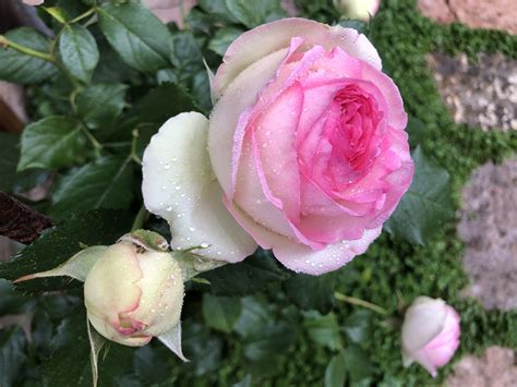 #pierre de Ronsard Rose #most beautiful Rose #pink Rose in 2020 | Eden rose, Beautiful roses, Rose