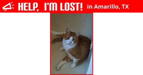 We offer a wide range of services at. Lost Cat (Amarillo, Texas) - Sammy