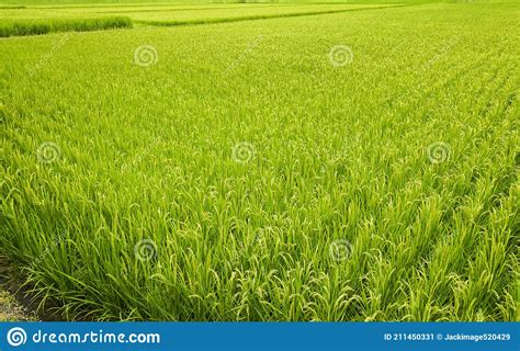 Large Area Rice Crop Field As A Background Stock Image Image Of Farm