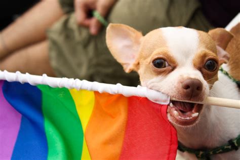 10 Perros Orgullosos De Sus Humanos ¡feliz Día Del Orgullo Gay Blog Snau