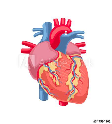 Human Heart Anatomy Stock Vector Human Heart Drawing Human Heart