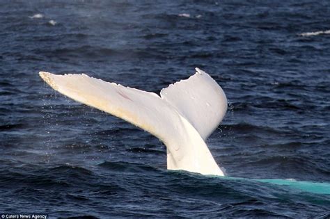 Migaloo Albino Whale Spotted Off Coast Of Bondi Australia Express Digest