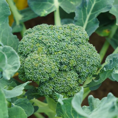 Organic Calabrese Green Sprouting Broccoli Seeds - 1 Oz ~9000 Seeds - Non-GMO, Heirloom - Seeds ...