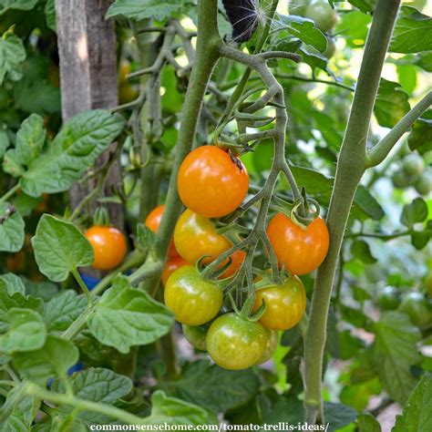 5 Terrific Tomato Trellis Ideas For Easy Harvesting