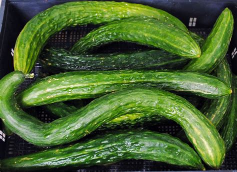 Suyo Long Asian Cucumber