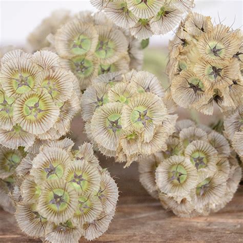 Scabiosa Pods Filler Flower
