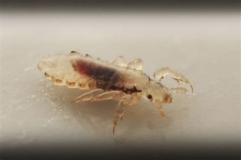 Super Lice - After Bite Insectlopedia
