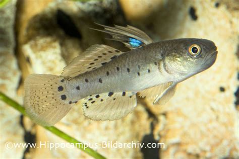 Stigmatogobius Sadanundio Knight Goby — Seriously Fish