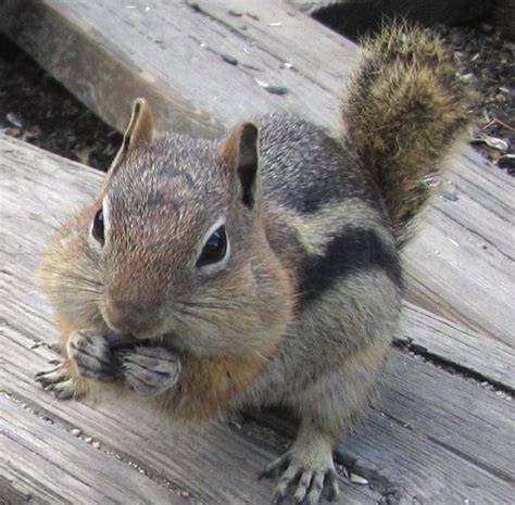 This best electronic pest repeller blasts a range of powerful ultrasonic sound, audible sound, and flashing led strobe lights to scare away a wide variety of pests. Squirrel Pest Control Guide FOR BEGINNERS: Squirrels and ...