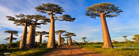 Five Incredible Aspects That You Probably Didnt Know About Madagascar