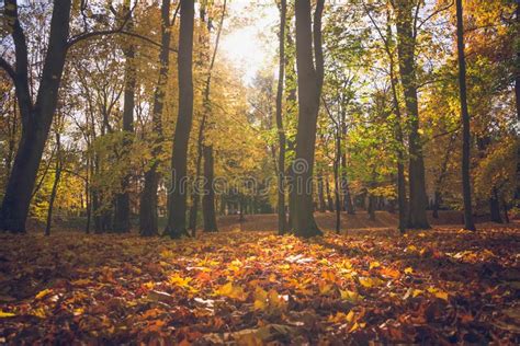 Fallen Leaves In Autumn Forest Park Vibrant Orange Color Background