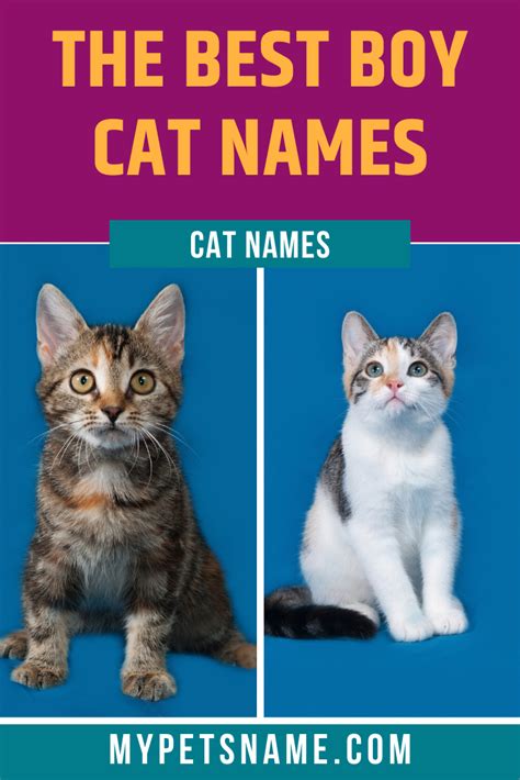 Best Boy Cat Names Boy Cat Names Tabby Cat Names Cat Names