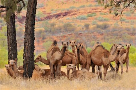 Camels Of The Australian Outback Odyssey Traveller