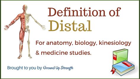 Distal Definition (Anatomy, Kinesiology, Medicine) - YouTube