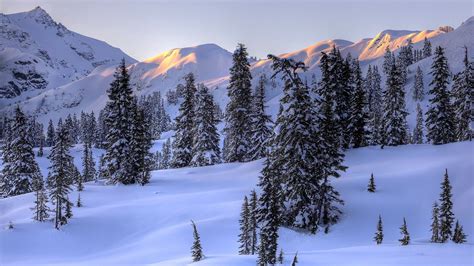 Download Wallpaper 1366x768 Winter Mountains Snow Trees Tablet