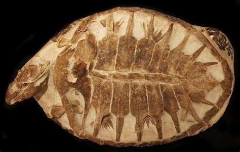 Fossilised Turtle Dale Rogers Ammonite