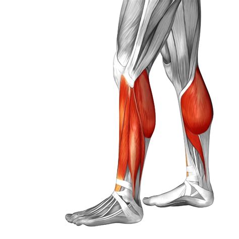 Using Models To Learn Human Lower Leg Musculature