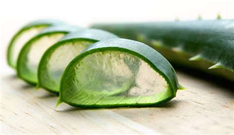 Aloe Vera For Hair Loss The Magical Plant Hold The Hairline