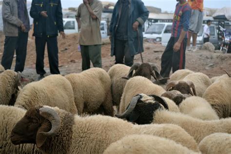 Sacrifice Only Goats Sheep In Bakrid Senior Islamic Scholars