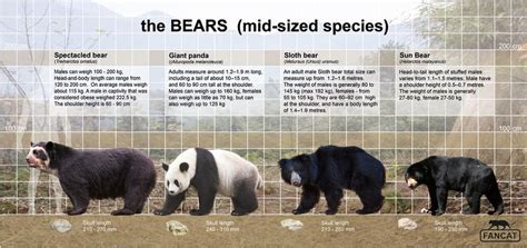 Bear Size Comparison - Animal Corner
