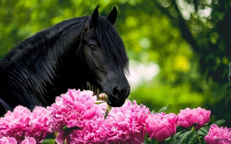 Kary Koń Piwonie Flores De Caballos Fotos De Caballos Caballo Frisón