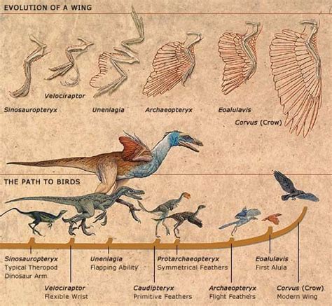 Evolution Of Birds Dinosaur Wiki Fandom