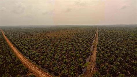 Sumatra Burning Palm Oil And Deforestation In Indonesia