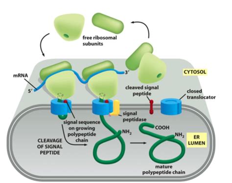 Lecture Endoplasmic Reticulum Flashcards Quizlet