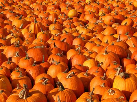 Download the perfect pumpkin pictures. The Pumpkin Patch | St. Luke United Methodist Church