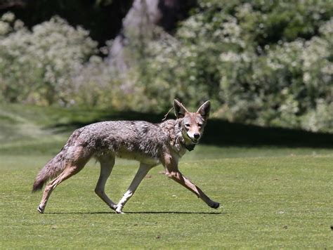 Coyote Snatches Dog Off Sf Doorstep As Horrified Owners Watch