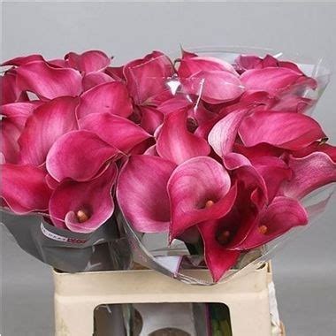 CALLA LILY PINK JEWEL 60cm Wholesale Dutch Flowers Florist Supplies UK