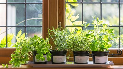Winter Gardening Turn Your Windowsill Into A Mini Herb Garden