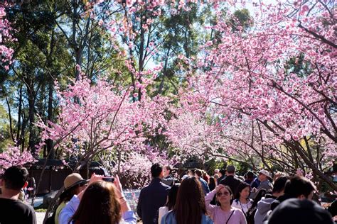 Sydney Cherry Blossom Festival Eatdrinkplay