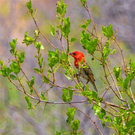 Red Headed Cardinal Bird Stock Image Image Of Branch