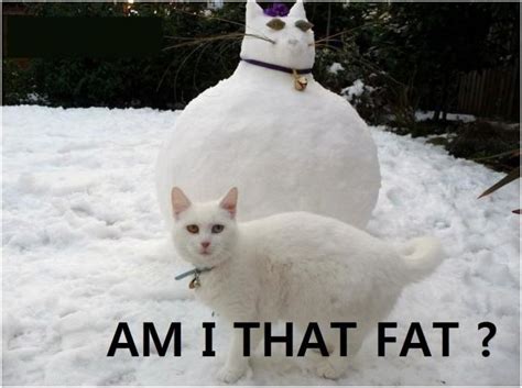 Am I That Fat Fat Cat Snowman Cats Funny Pictures And Best