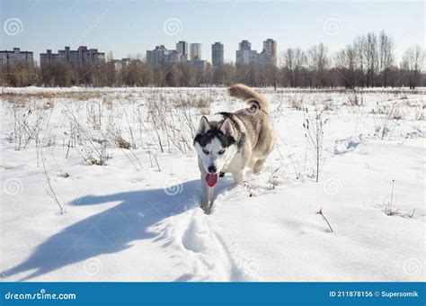 Husky Dog Running In The Snow Stock Photo Image Of Lapland Face