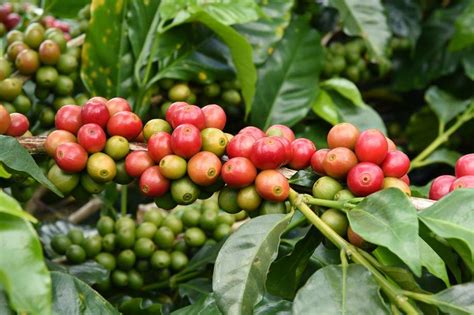 Coffee plants are sold either with a single stem (as a tree) or with several stems (as a shrub). Urban Harvest hosts fruit tree sale in time for planting ...