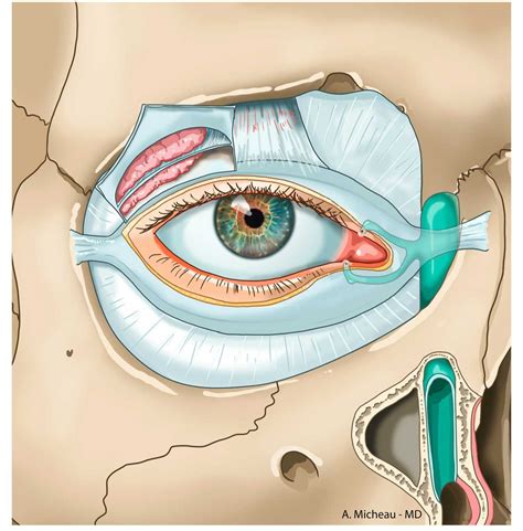 Lacrimal Apparatus E Anatomy Imaios