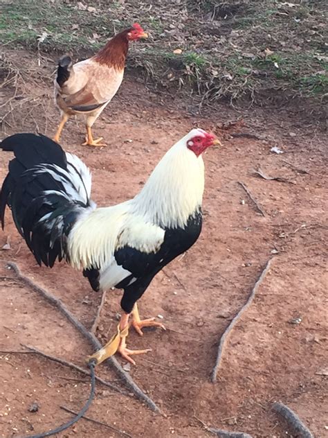 Pin en The chicken yard