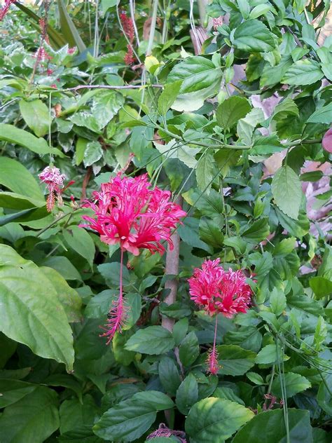 Fringed hibiscus, coral hibiscus, japanese hibiscus, japanese lantern, skeleton hibiscus, chinese lantern, pagoda flower. Red 'Japanese Lantern' flower shrub Hibiscus schizopetalus ...