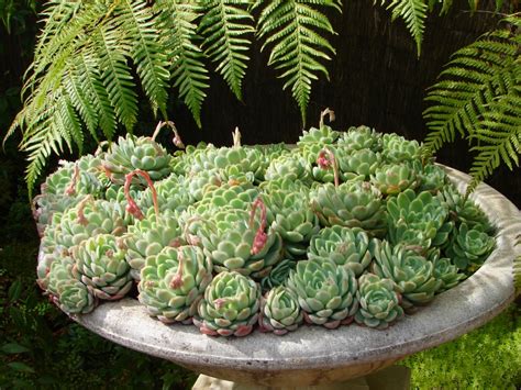Flowers and ferns what the fucculent. Snap Happy Birding: ...do you know this flower?