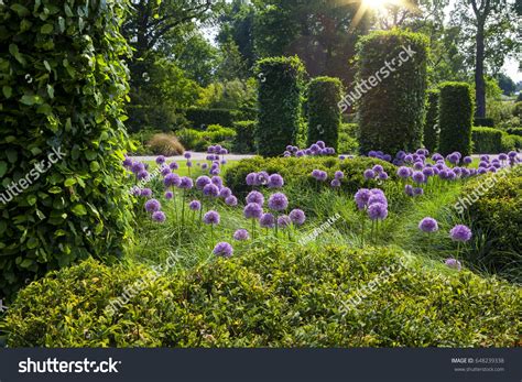 Stock Photo English Garden With Blooming Alliums 648239338 Kähler