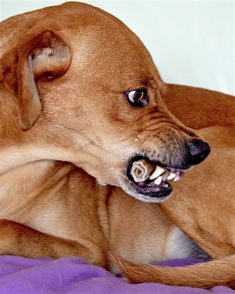 Educate your puppy with some bite inhibition training. How to Stop a Dog From Biting When You Grab the Collar or ...