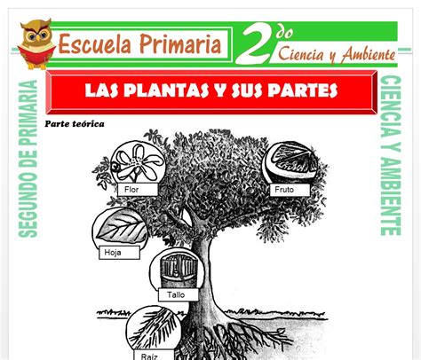 Disco Hossz K S Iskolai T Bla Las Plantas Segundo Primaria Erd Ny Ltan